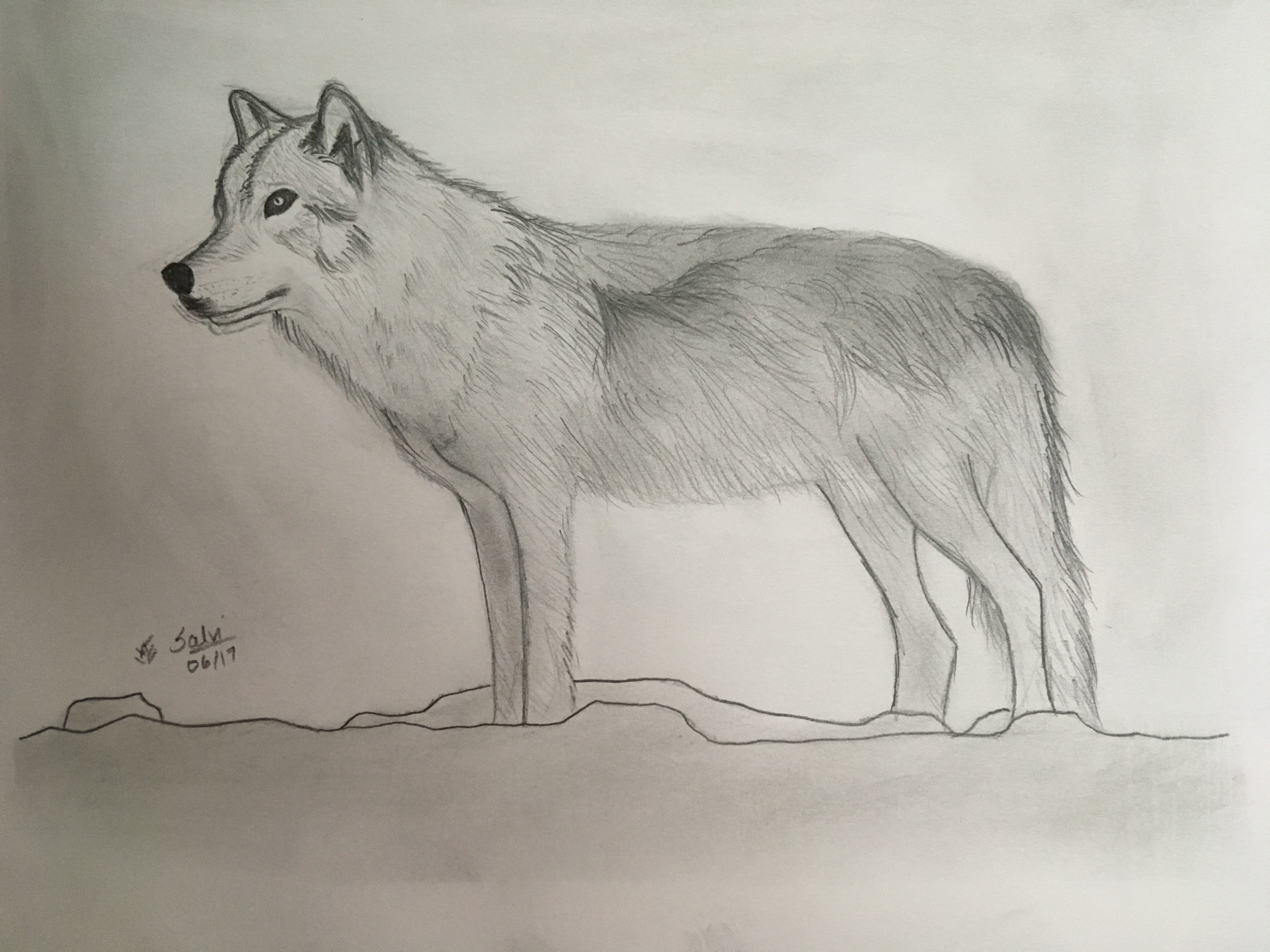 Wolf